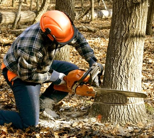 Tree Removal in Bob White, WV